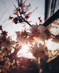 Low angle view of flower tree against sky