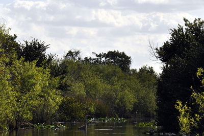 Trees in forest against sky