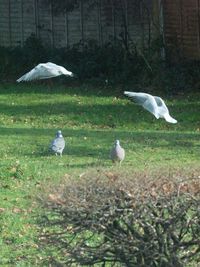 Birds perching on a field