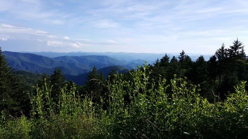 Scenic view of forest against sky