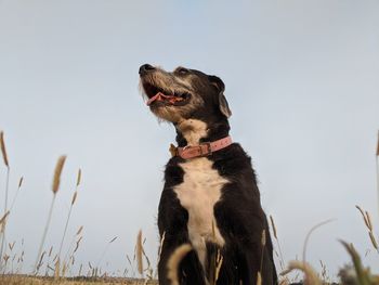 Low angle view of dog looking away against clear sky