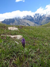 Purple flowers on field by mountains against sky