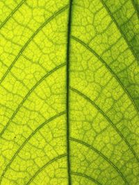 Full frame shot of banana leaf