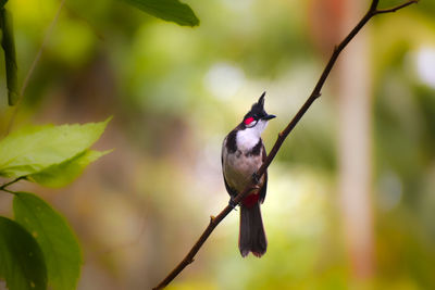 Close-up of bird perching on branch