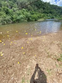 Shadow of tree on water