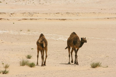 Camels standing at desert