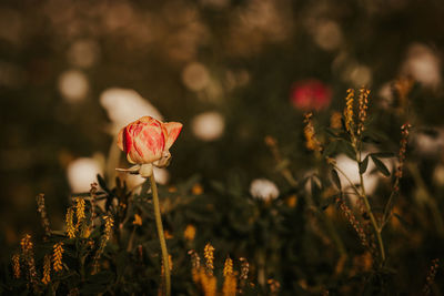 Close-up of wilted flowering plant on field