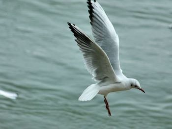 Close-up of bird flying over lake