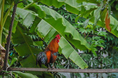 Butterfly perching on leaf