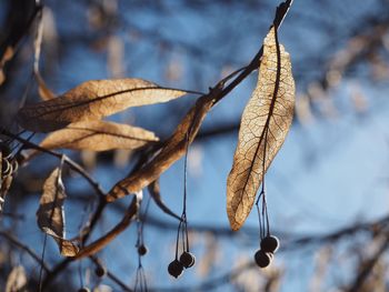 Close-up of dry leaves on branch