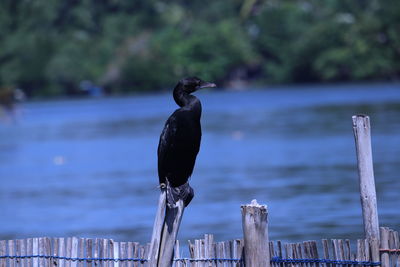 Bird perching on wooden post