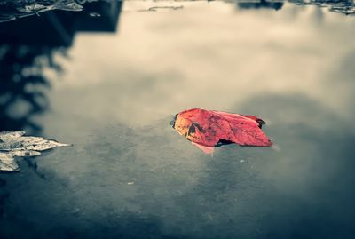 Close-up of dry maple leaf on water