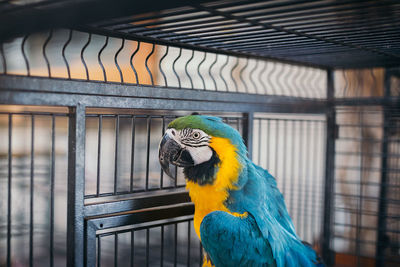 Close-up of a bird in cage