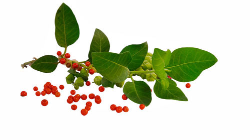 leaf