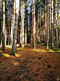 Trees in forest