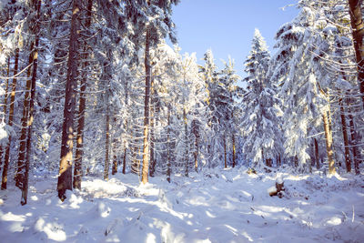 Trees on snow covered field during winter