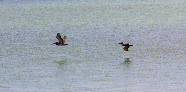 Bird flying over sea