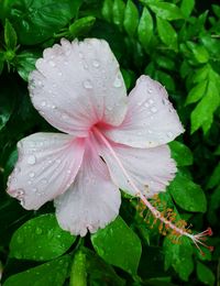 Close-up of wet yellow flower blooming outdoors