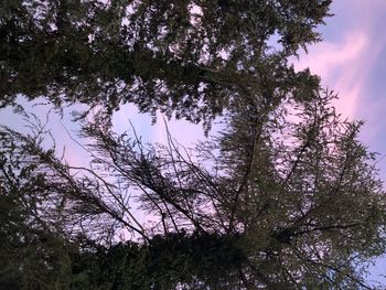 Low angle view of flowering tree against sky