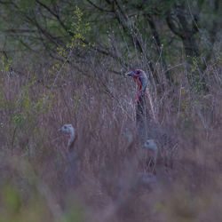 View of trees on field