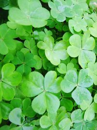 Full frame shot of green leaves