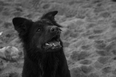 Close-up of a horse