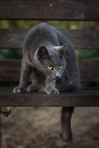 Portrait of cat looking at camera