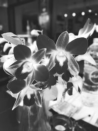 Close-up of flowers against blurred background