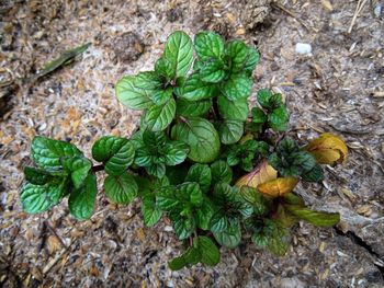 High angle view of plant growing on rock