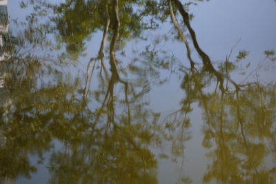 Low angle view of trees in lake against sky