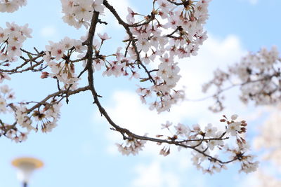 Low angle view of cherry blossoms against sky