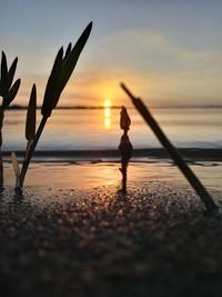 Silhouette person on beach against sky during sunset