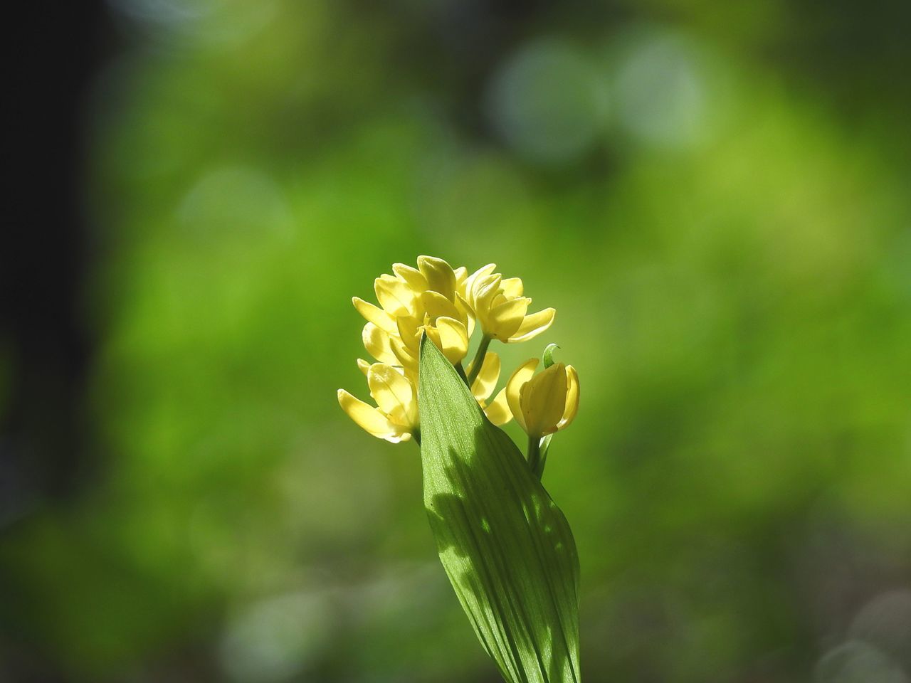 flowering plant, flower, plant, fragility, freshness, vulnerability, beauty in nature, growth, close-up, petal, inflorescence, flower head, focus on foreground, nature, yellow, day, green color, no people, outdoors, sepal