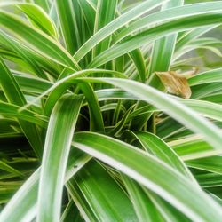 Close-up of green plant