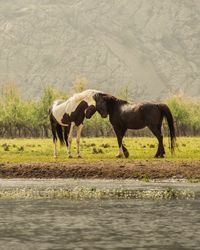 Horse standing on field