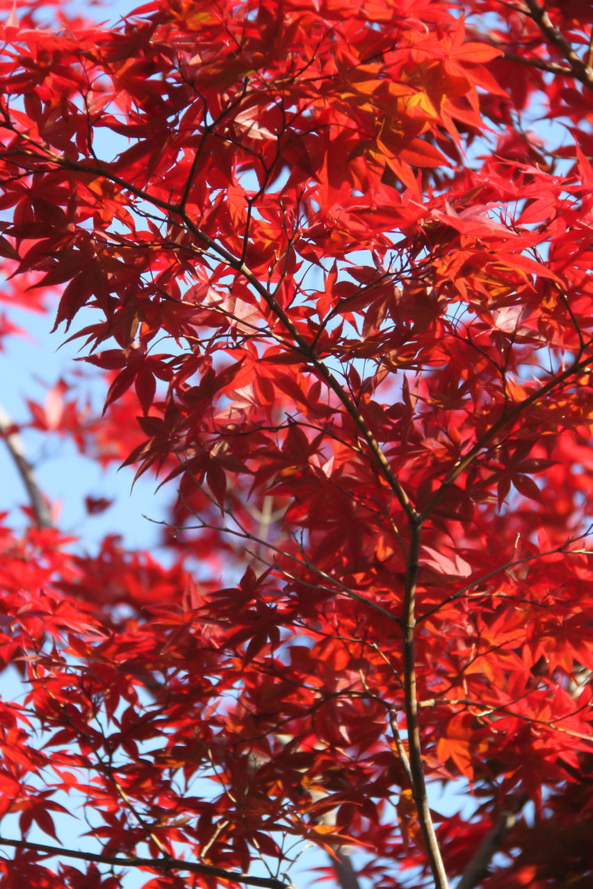 LOW ANGLE VIEW OF RED MAPLE TREE