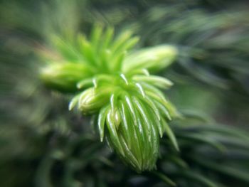 Close-up of flower