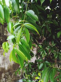 Close-up of fresh green plants