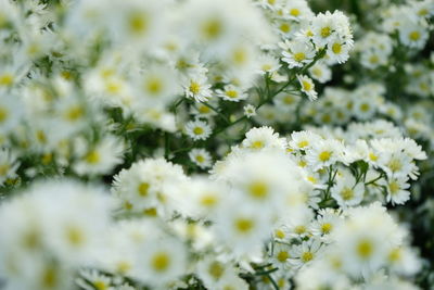 Close-up of white flowering plant on field