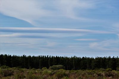 Scenic view of forest against sky