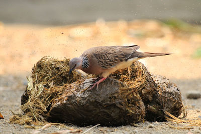 Close-up of sparrow perching