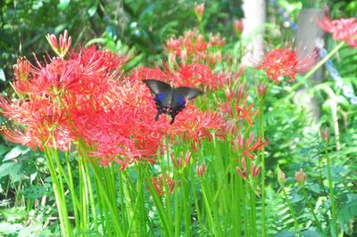 Close-up of red flowers blooming outdoors