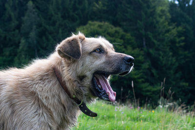 Close-up of a dog looking away