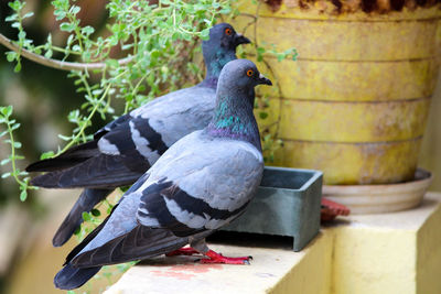 Close-up of pigeon perching on potted plant