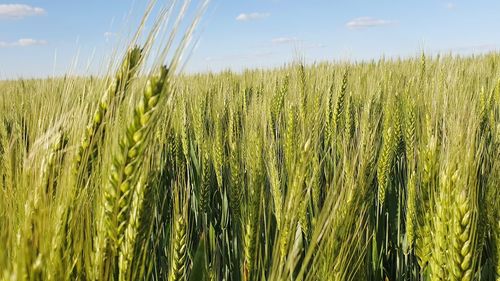Scenic view of wheat field against sky