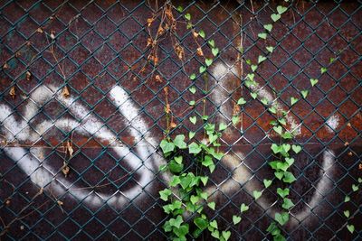 Full frame shot of chainlink fence