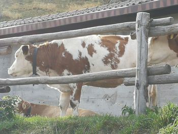 Cow standing in ranch