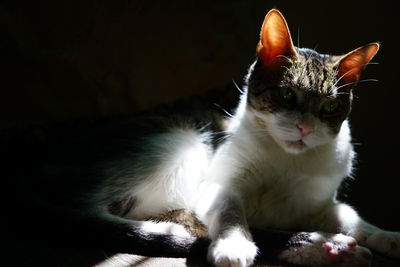 Close-up portrait of cat
