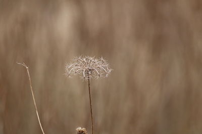 Close-up of wilted dandelion