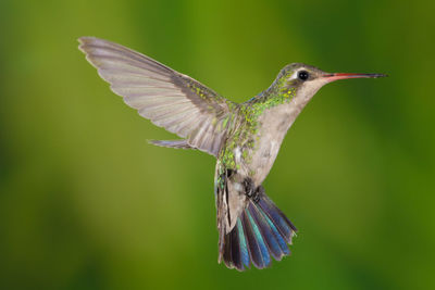 Close-up of bird flying